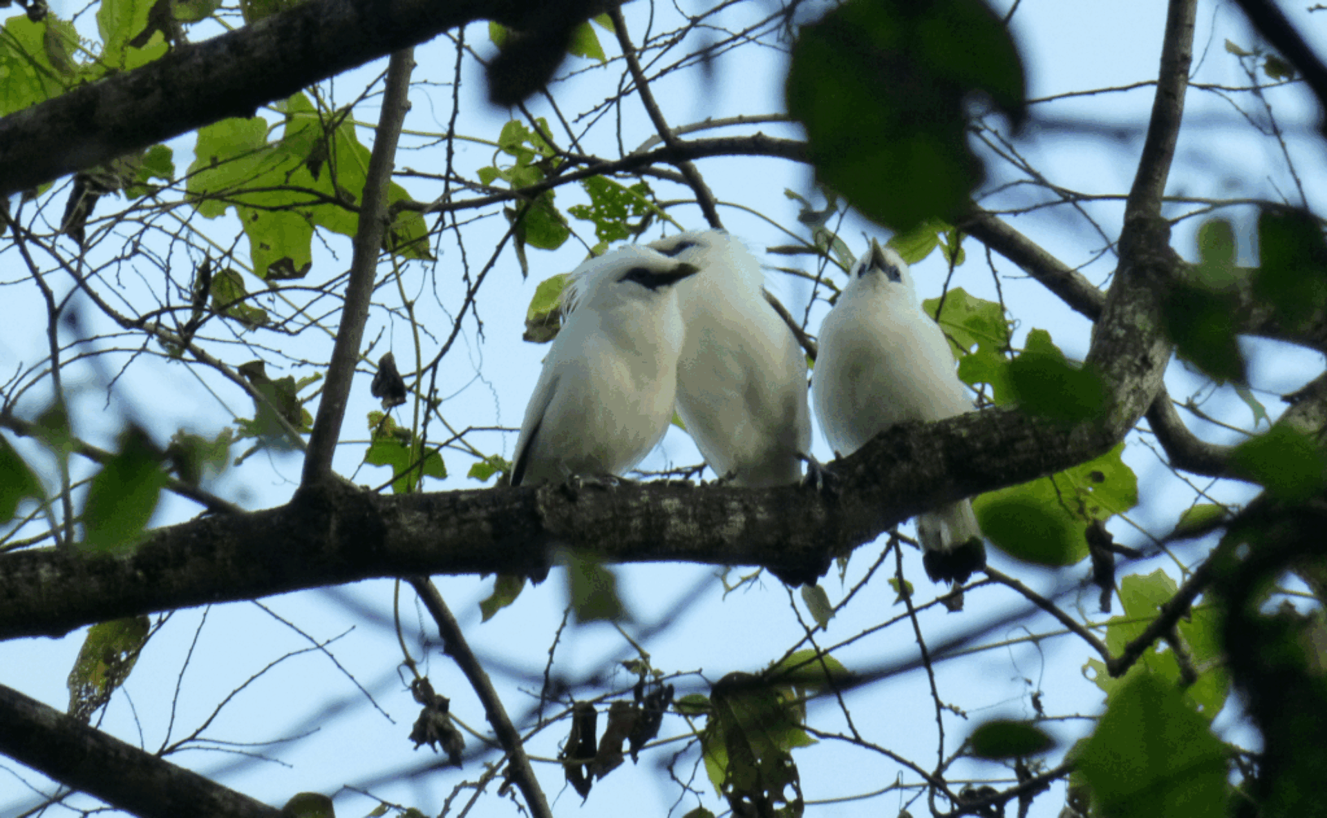 Bird-Watching-Bali
