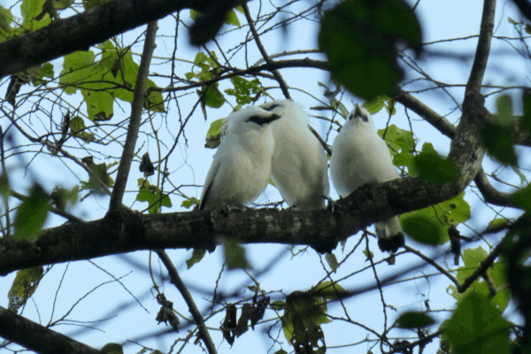 Bird-Watching-Bali