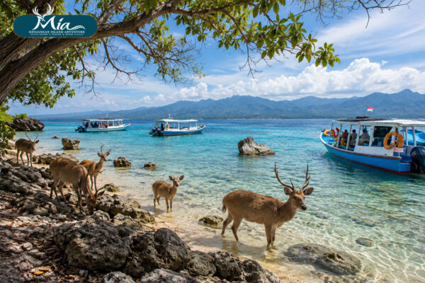 How-to-Get-to-Menjangan-Island-from-Bali