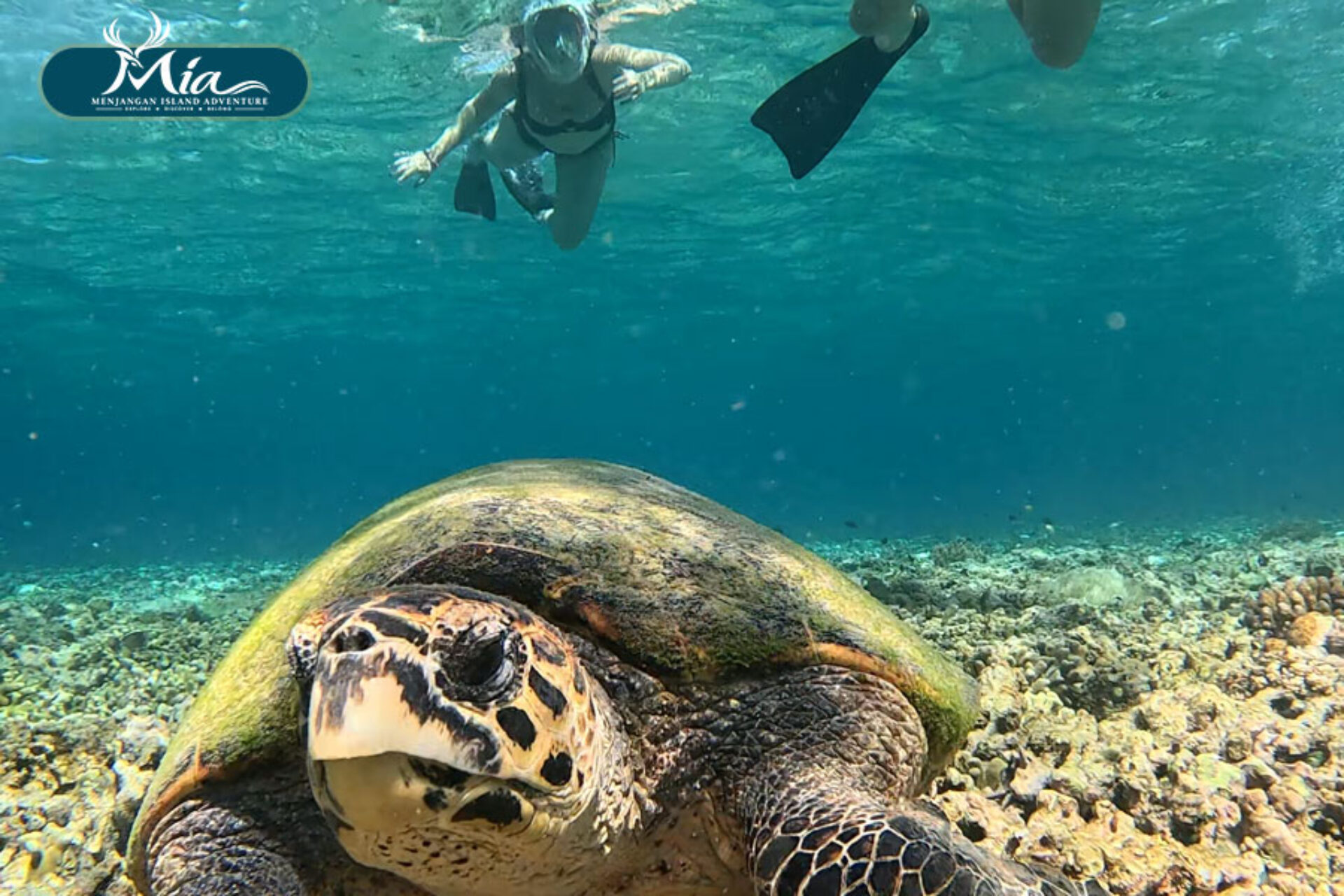 Menjangan-Island-Snorkeling-Guide