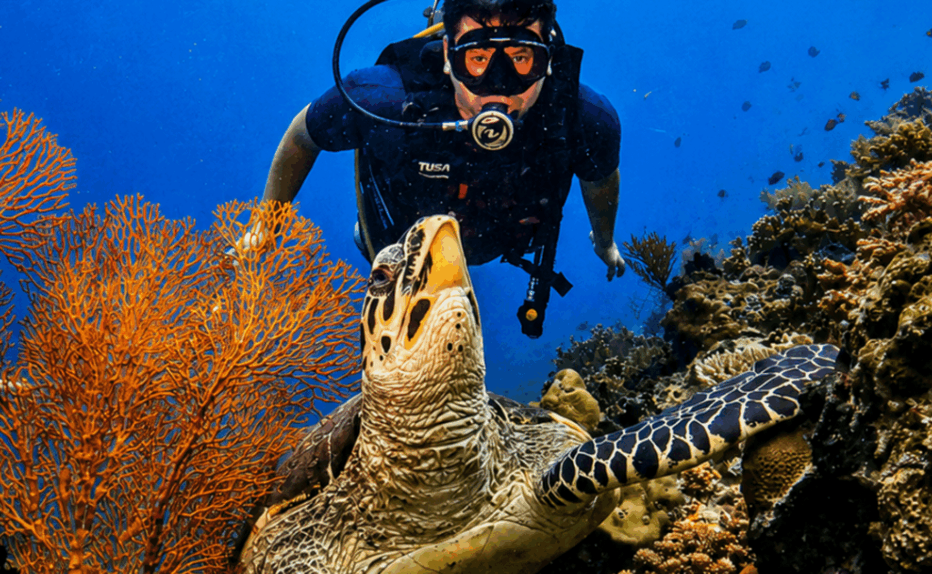 Scuba-Diving-Menjangan-Island