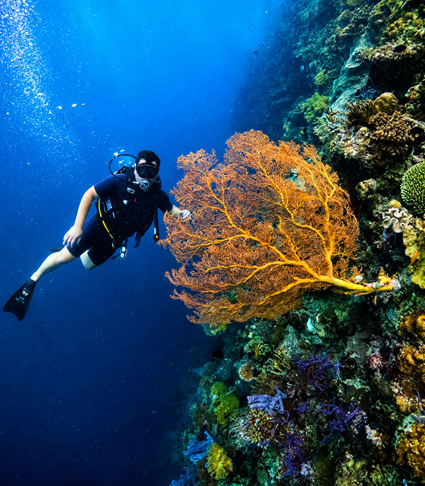 Try Scuba Diving Menjangan